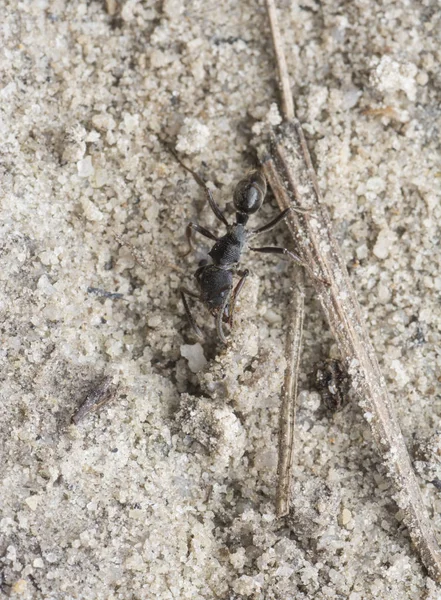 Pheidole Megacephala Czarna Mrówka Piaszczystej Ziemi — Zdjęcie stockowe