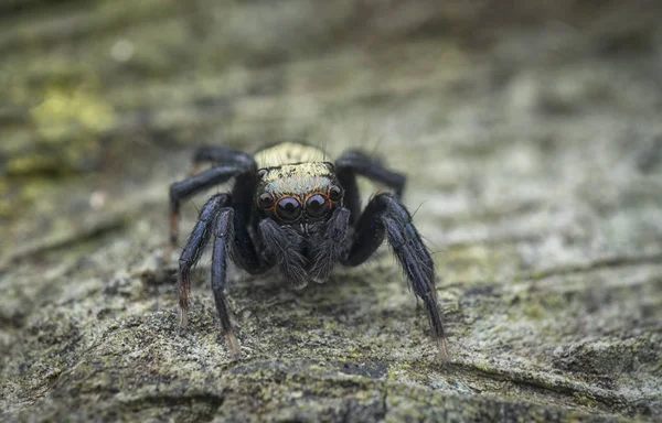 黒と黄色の縞模様がサルティシアをジャンプし — ストック写真