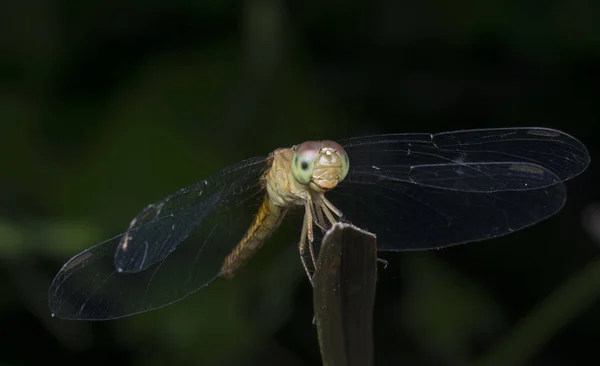 Close Shot Van Kleurrijke Libelle — Stockfoto