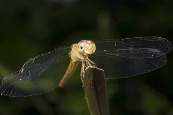 Close Shot Van Kleurrijke Libelle — Stockfoto