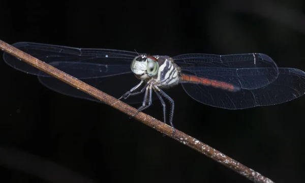 Close Shot Van Kleurrijke Libelle — Stockfoto