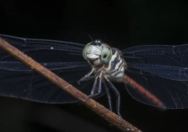 彩色蜻蜓的特写镜头 — 图库照片