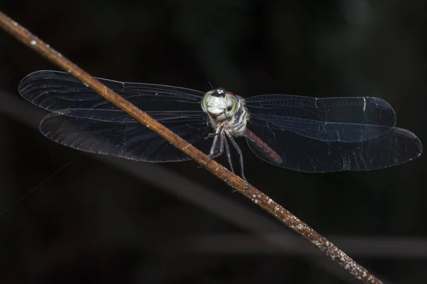 Close Shot Van Kleurrijke Libelle — Stockfoto