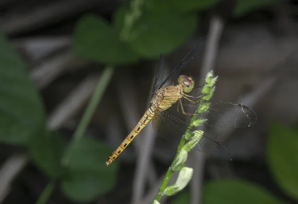 Closeup Shot Colorful Dragonfly — Stock Photo, Image