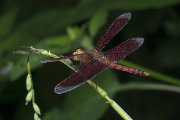Closeup Shot Colorful Dragonfly — Stock Photo, Image