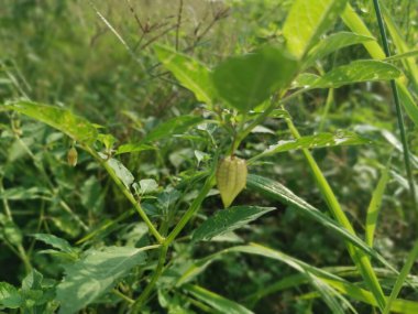 yeşil taze filsali angulat meyve veya bitki.