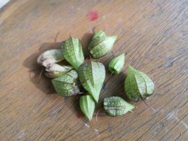 yeşil taze filsali angulat meyve veya bitki.