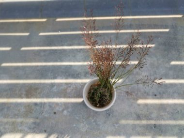 yabani chrysopogon aciculatus otlar