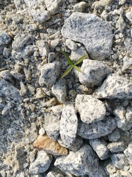 Μικροσκοπική Opeas Pyrgula Awlsnail Στο Χώμα — Φωτογραφία Αρχείου