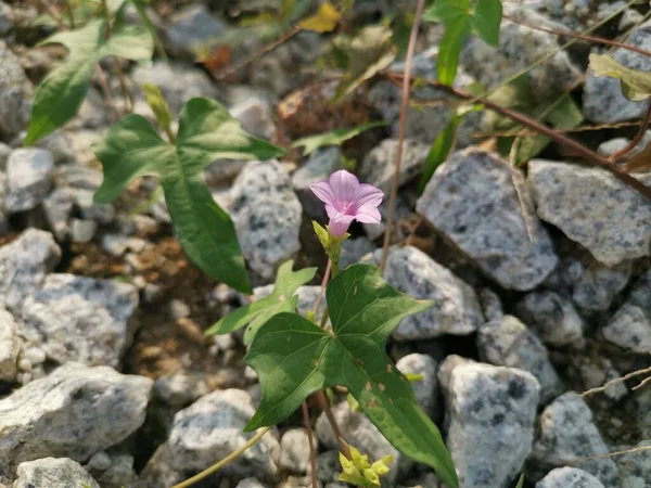 Pequena Planta Selvagem Ipomoea Triloba — Fotografia de Stock