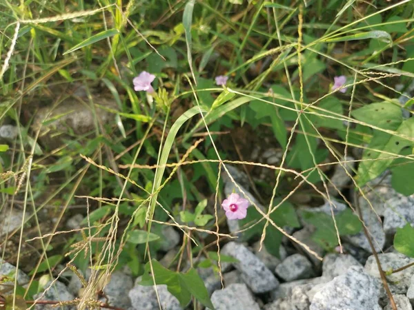 Vad Apró Ipomoea Triloba Növény — Stock Fotó