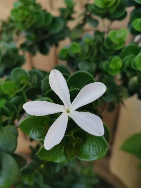 Seule Fleur Blanche Carissa Macrocarpa — Photo