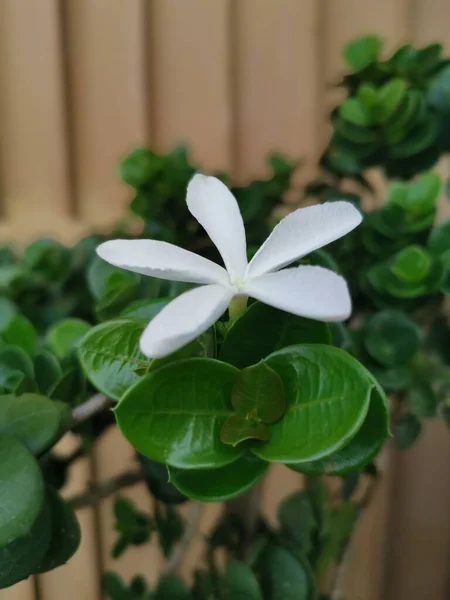 Tek Beyaz Carissa Makrokarpa Çiçeği — Stok fotoğraf