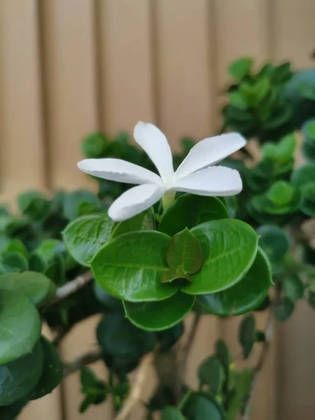 Seule Fleur Blanche Carissa Macrocarpa — Photo