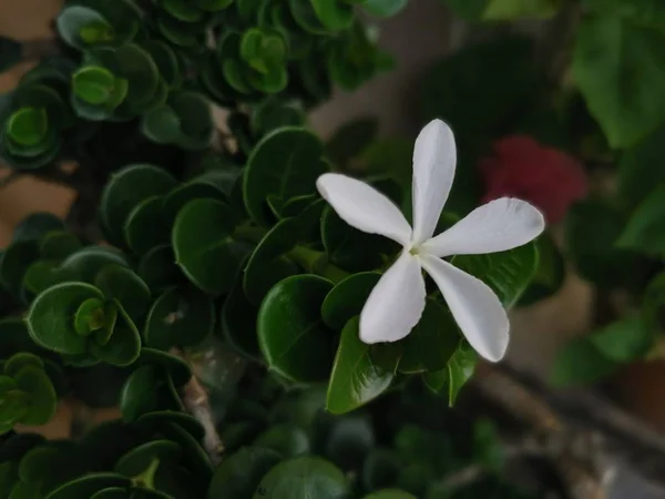 Μονόχρωμο Λευκό Λουλούδι Carissa Macrocarpa — Φωτογραφία Αρχείου