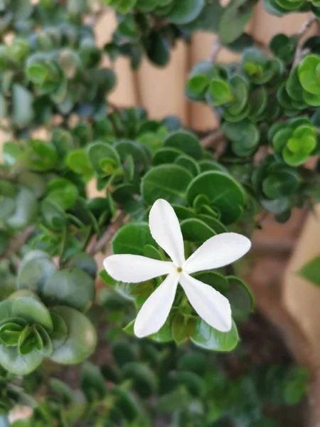 Single White Carissa Macrocarpa Flower — Stock Photo, Image