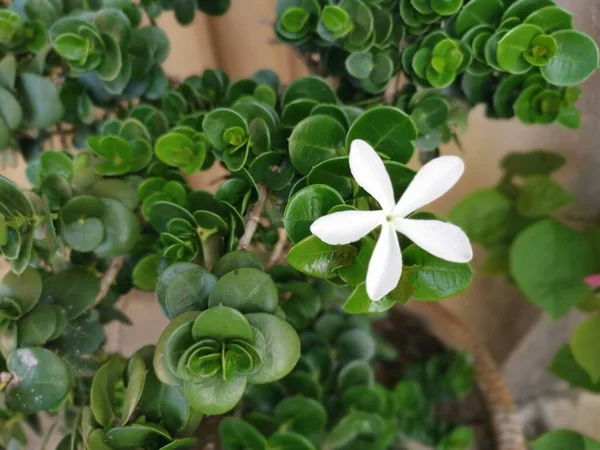 Tek Beyaz Carissa Makrokarpa Çiçeği — Stok fotoğraf