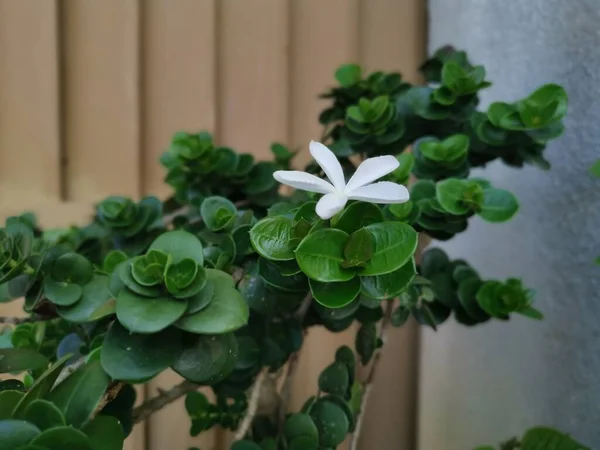 Fiore Singolo Bianco Carissa Macrocarpa — Foto Stock