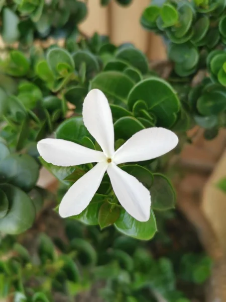 Sola Flor Carissa Macrocarpa Blanca —  Fotos de Stock