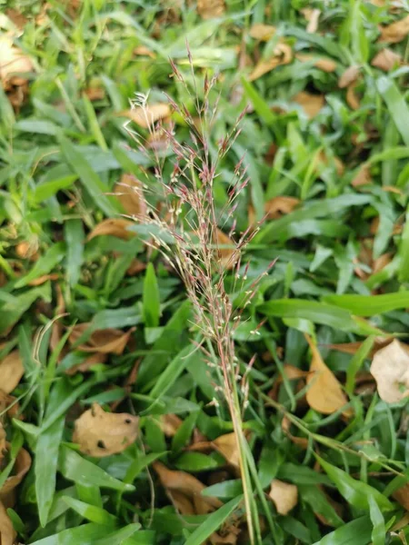 Planě Rostoucí Tráva Chrysopogon Aciculatus — Stock fotografie