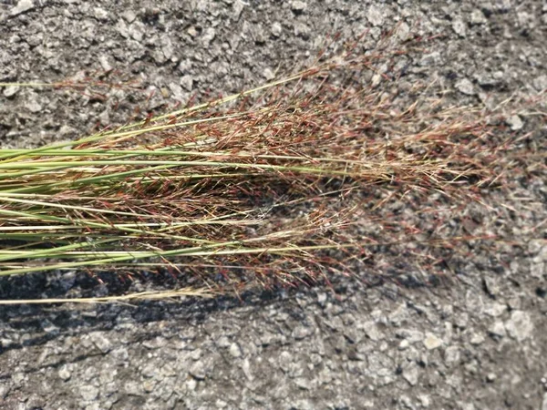 Wilder Chrysopogon Aciculatus Jätet Gras — Stockfoto