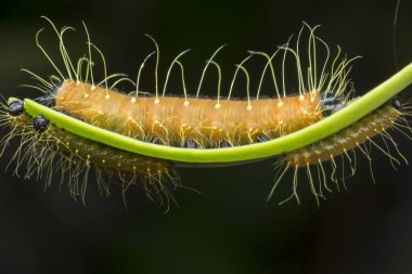 Turuncu renkli Jezebel tırtılının yakın çekimi..