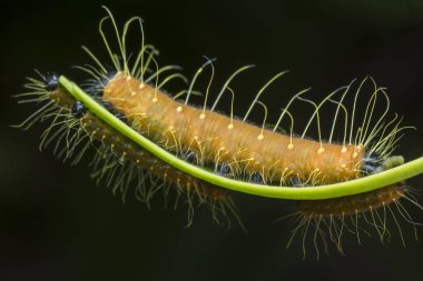 Turuncu renkli Jezebel tırtılının yakın çekimi..