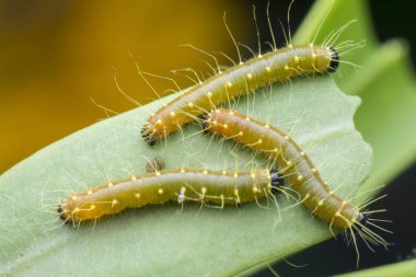 Turuncu renkli Jezebel tırtılının yakın çekimi..