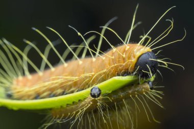 Turuncu renkli Jezebel tırtılının yakın çekimi..