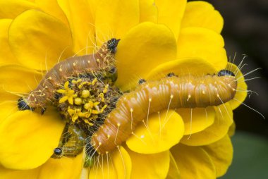 Turuncu renkli Jezebel tırtılının yakın çekimi..