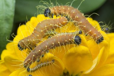 Turuncu renkli Jezebel tırtılının yakın çekimi..