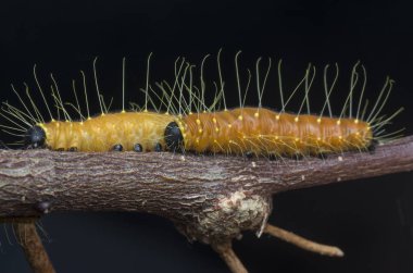 Turuncu renkli Jezebel tırtılının yakın çekimi..