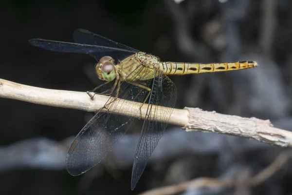 Close Shot Van Gekleurde Libelle — Stockfoto