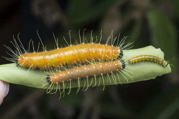Cerca Del Disparo Color Naranja Jezebel Caterpillar —  Fotos de Stock