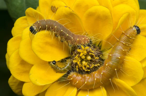 Cerca Del Disparo Color Naranja Jezebel Caterpillar —  Fotos de Stock