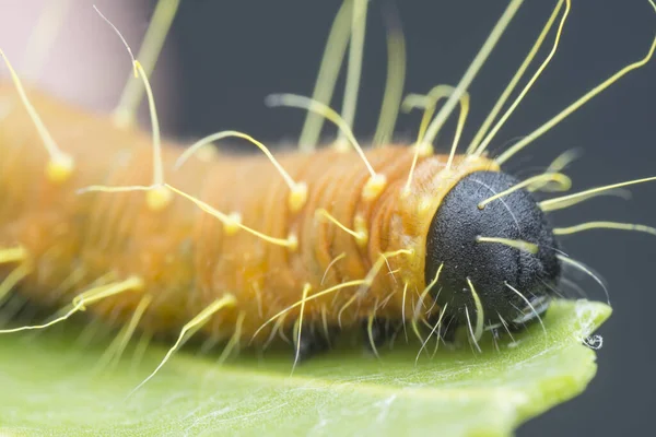 Tiro Perto Laranja Colorido Lagarta Jezebel — Fotografia de Stock