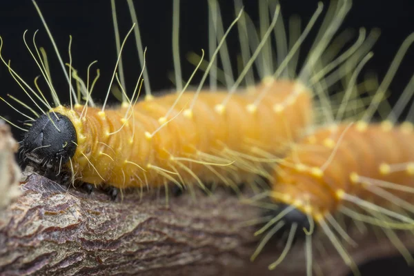 Cerca Del Disparo Color Naranja Jezebel Caterpillar —  Fotos de Stock