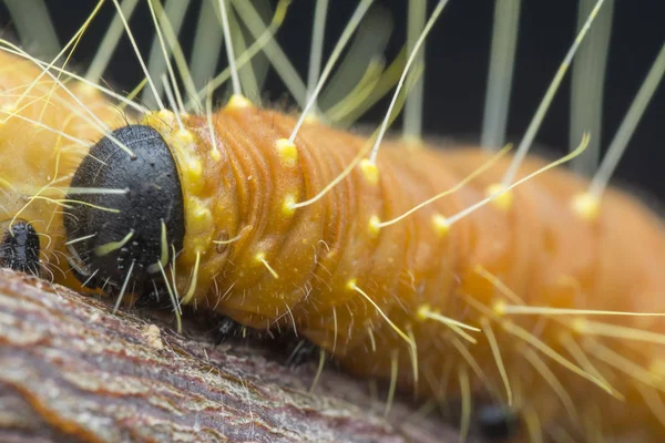 Cerca Del Disparo Color Naranja Jezebel Caterpillar — Foto de Stock