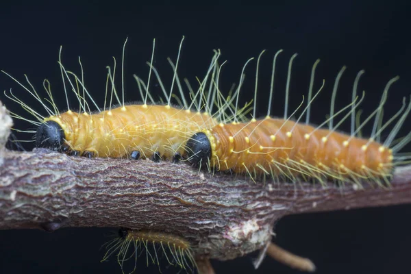 Cerca Del Disparo Color Naranja Jezebel Caterpillar — Foto de Stock