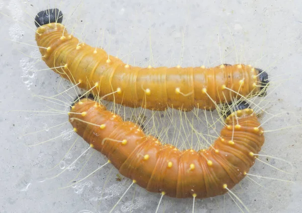 Närbild Orange Färgade Jezebel Larv — Stockfoto