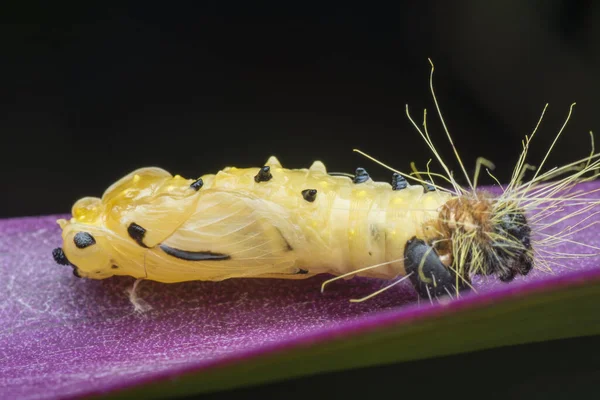 Close Shot Van Oranje Jezebel Rups — Stockfoto