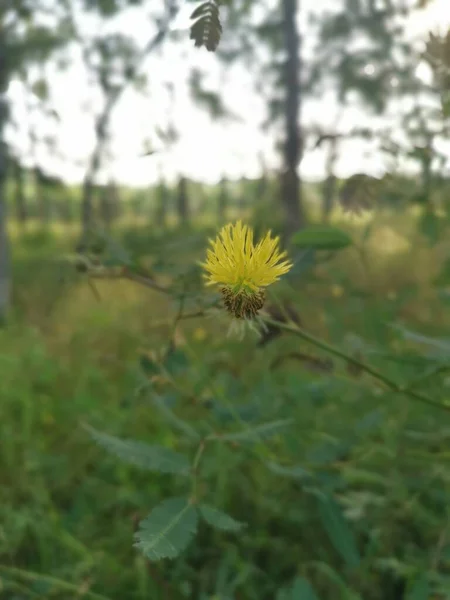 Neptunia Plena Çalıları Vahşi Doğada Yetişiyor — Stok fotoğraf