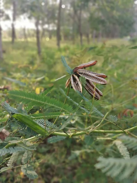 野生で成長しているネプチュニア プレナ低木植物は — ストック写真