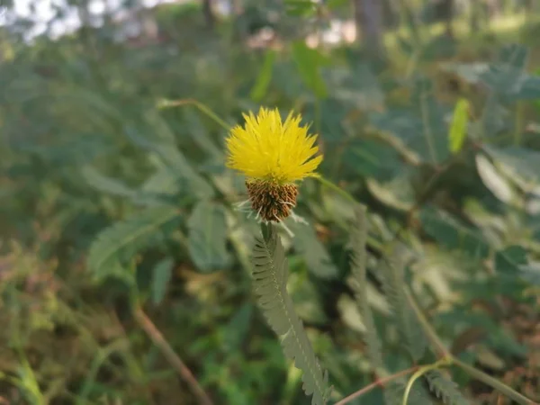 Neptunia Plena Struik Plant Groeien Het Wild — Stockfoto