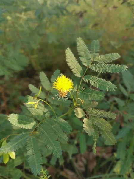 在野外生长的苔藓灌丛植物 — 图库照片