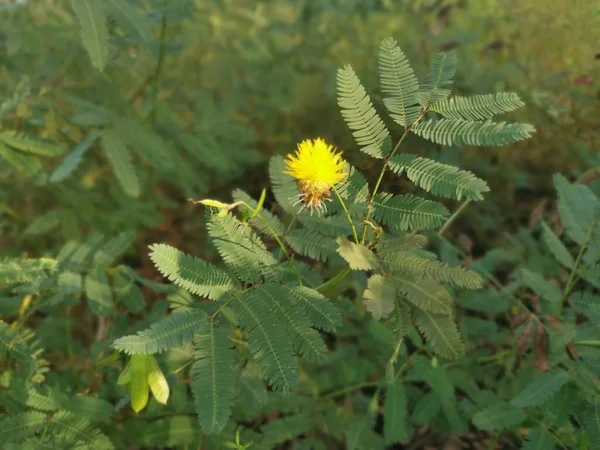 Neptunia Plena Bokor Növény Vadonban — Stock Fotó