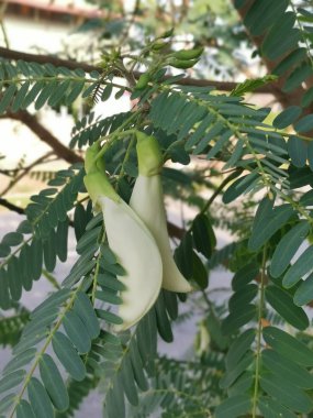 sesbania grandiflora tıbbi bitki bitkisi