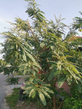 sesbania grandiflora tıbbi bitki bitkisi