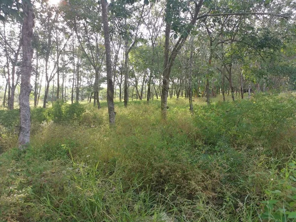 ゴムの木農業団地の昼間の風景 — ストック写真