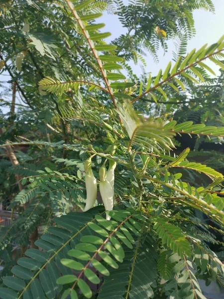 Sesbania Grandiflora Gyógynövénynövény — Stock Fotó